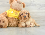 7 week old Cavapoo Puppy For Sale - Premier Pups