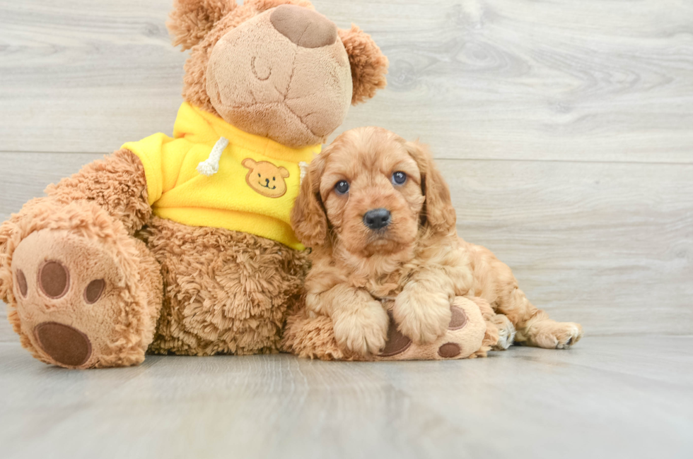 7 week old Cavapoo Puppy For Sale - Premier Pups