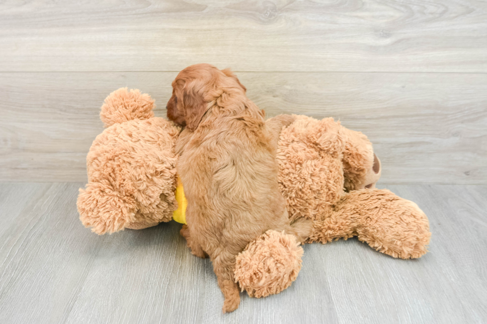 Popular Cavapoo Poodle Mix Pup