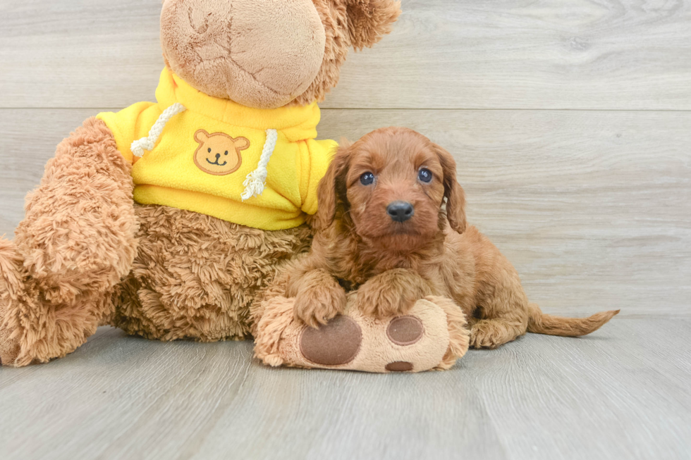 Cavapoo Pup Being Cute