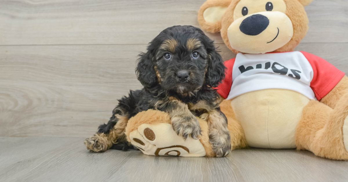 Hypoallergenic Cavapoo Qdoba: 7lb 1oz Doodle Puppy