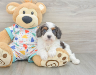 7 week old Cavapoo Puppy For Sale - Premier Pups