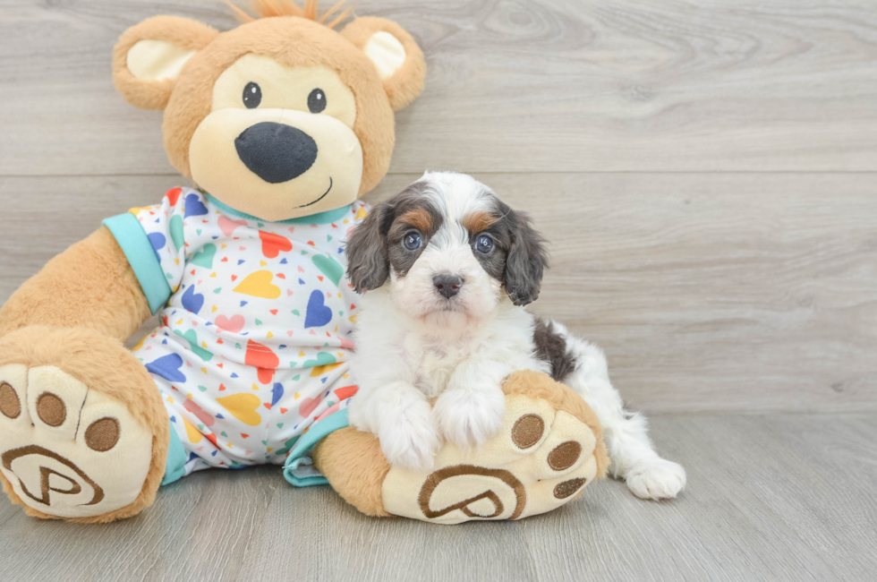 6 week old Cavapoo Puppy For Sale - Premier Pups