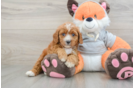 Best Cavapoo Baby
