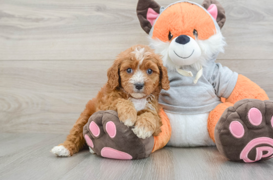 Best Cavapoo Baby
