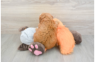 Cavapoo Puppy for Adoption