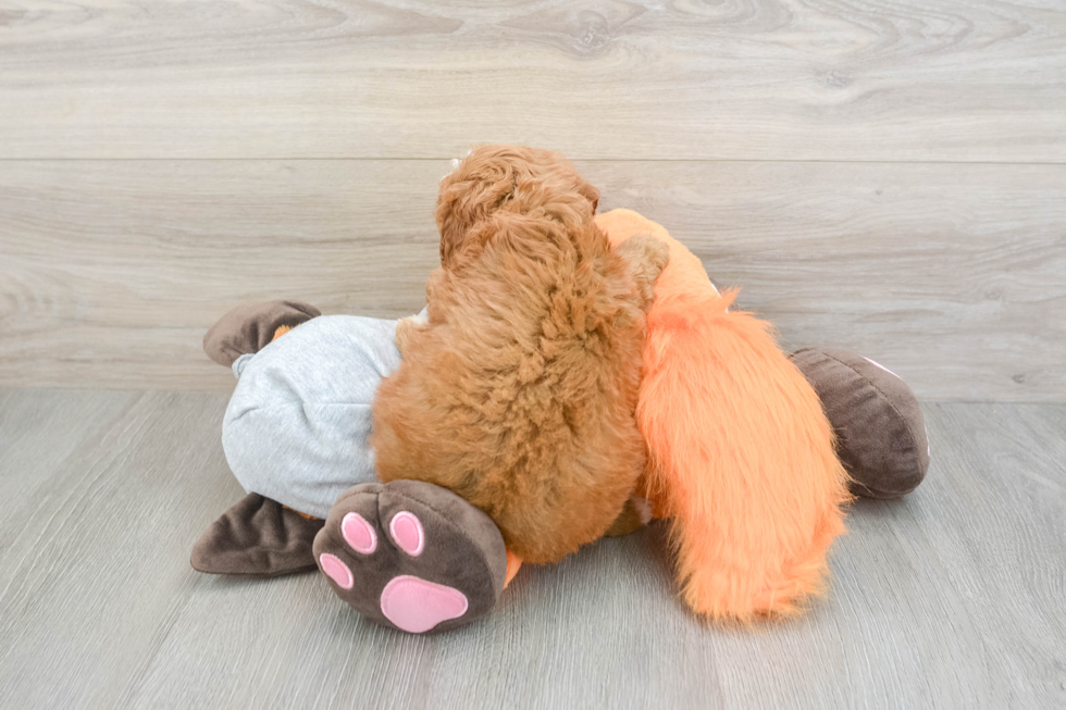 Cavapoo Puppy for Adoption