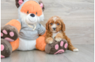 Little Cavipoo Poodle Mix Puppy