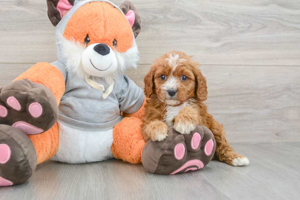 Little Cavipoo Poodle Mix Puppy