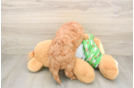 Petite Cavapoo Poodle Mix Pup