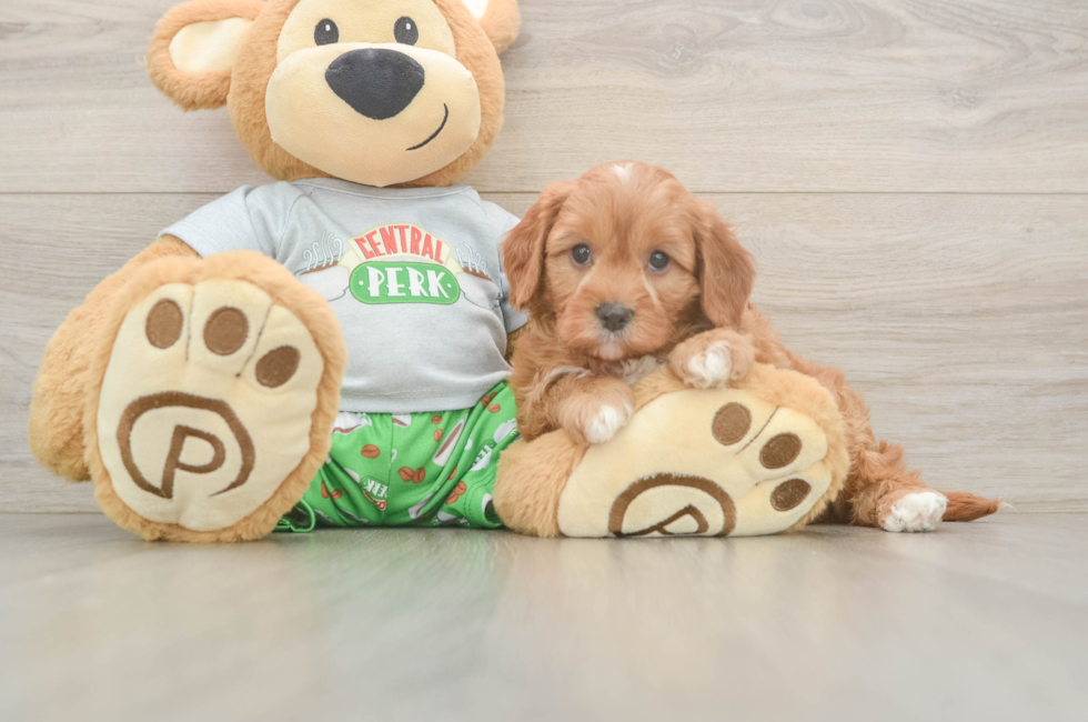 5 week old Cavapoo Puppy For Sale - Premier Pups