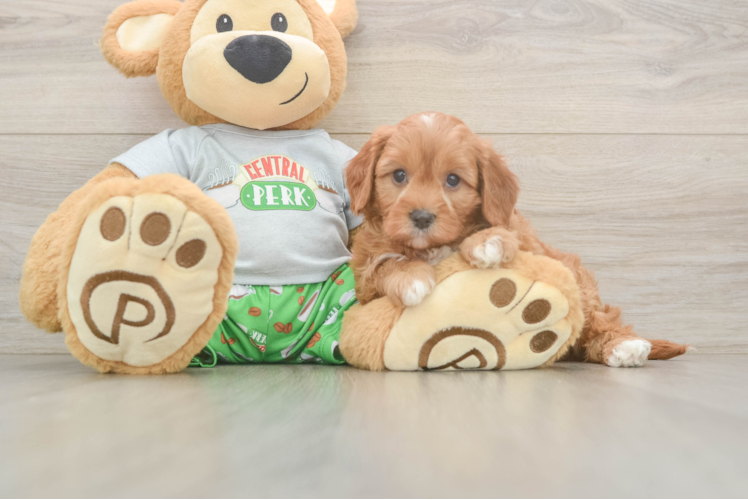 Meet Qdoba - our Cavapoo Puppy Photo  1/3 - Premier Pups Best Cavapoo Baby