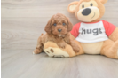 Best Cavapoo Baby