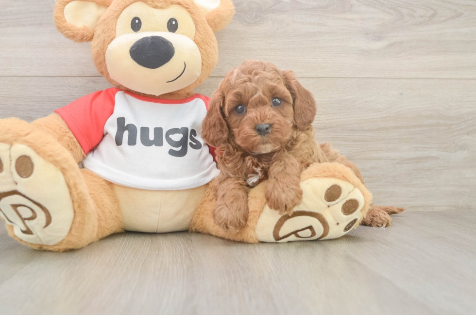 6 week old Cavapoo Puppy For Sale - Premier Pups