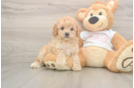 Small Cavapoo Baby