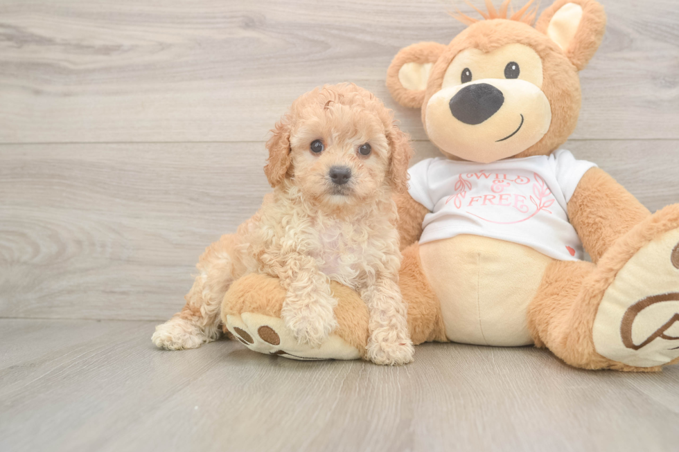 Small Cavapoo Baby