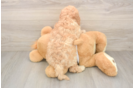 Funny Cavapoo Poodle Mix Pup