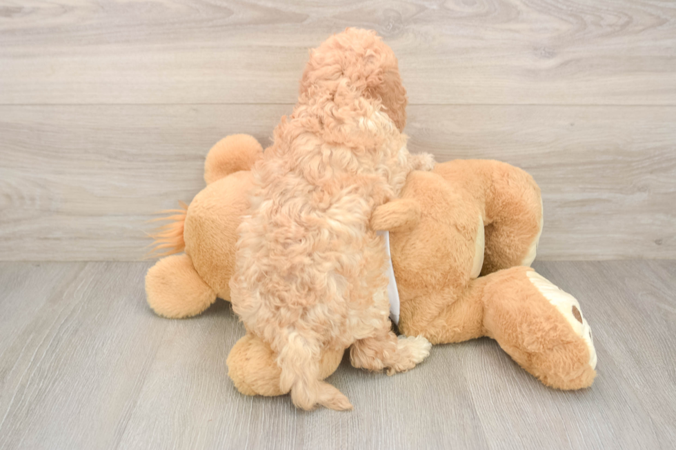 Funny Cavapoo Poodle Mix Pup