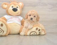 7 week old Cavapoo Puppy For Sale - Premier Pups