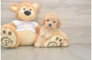 Best Cavapoo Baby