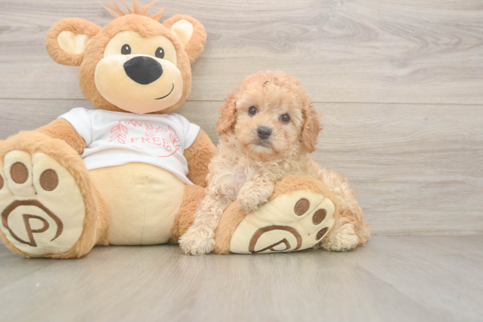 Best Cavapoo Baby