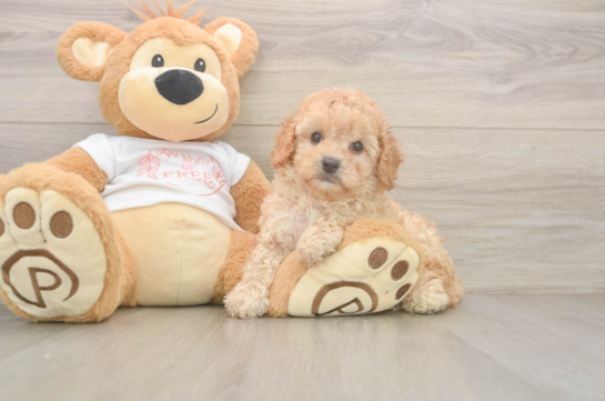Best Cavapoo Baby