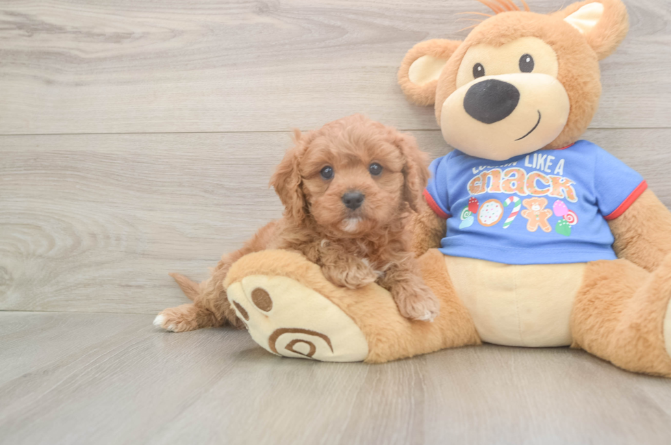 5 week old Cavapoo Puppy For Sale - Premier Pups