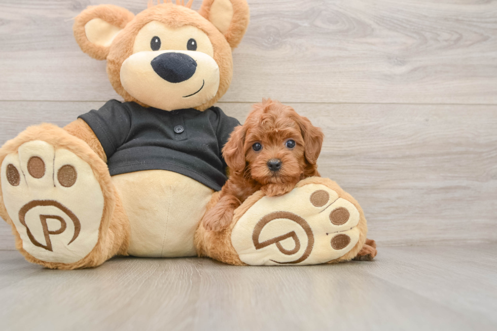 Funny Cavapoo Poodle Mix Pup