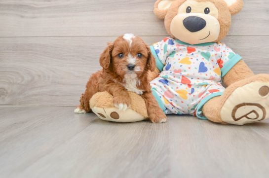 Cavapoo Puppy for Adoption