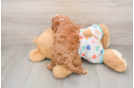Energetic Cavoodle Poodle Mix Puppy