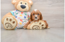 Best Cavapoo Baby