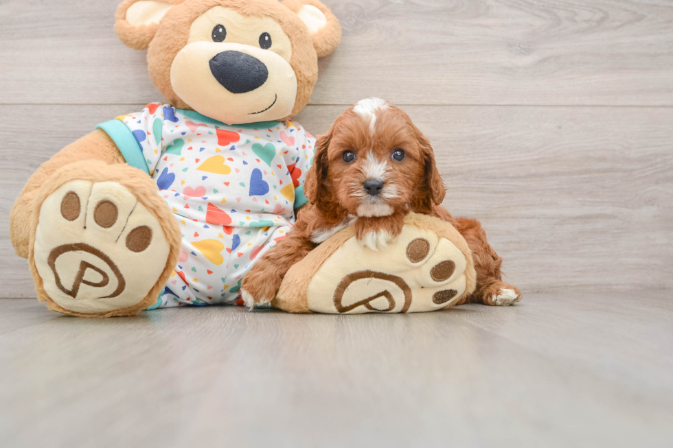 Best Cavapoo Baby