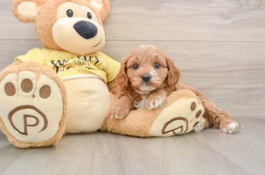 Cavapoo Puppy for Adoption