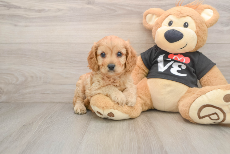 Small Cavapoo Baby