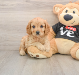 9 week old Cavapoo Puppy For Sale - Premier Pups