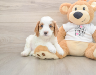 7 week old Cavapoo Puppy For Sale - Premier Pups