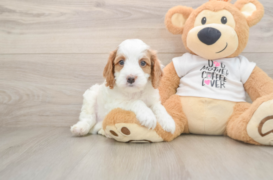 Playful Cavapoodle Poodle Mix Puppy