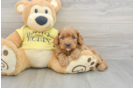 Cavapoo Puppy for Adoption