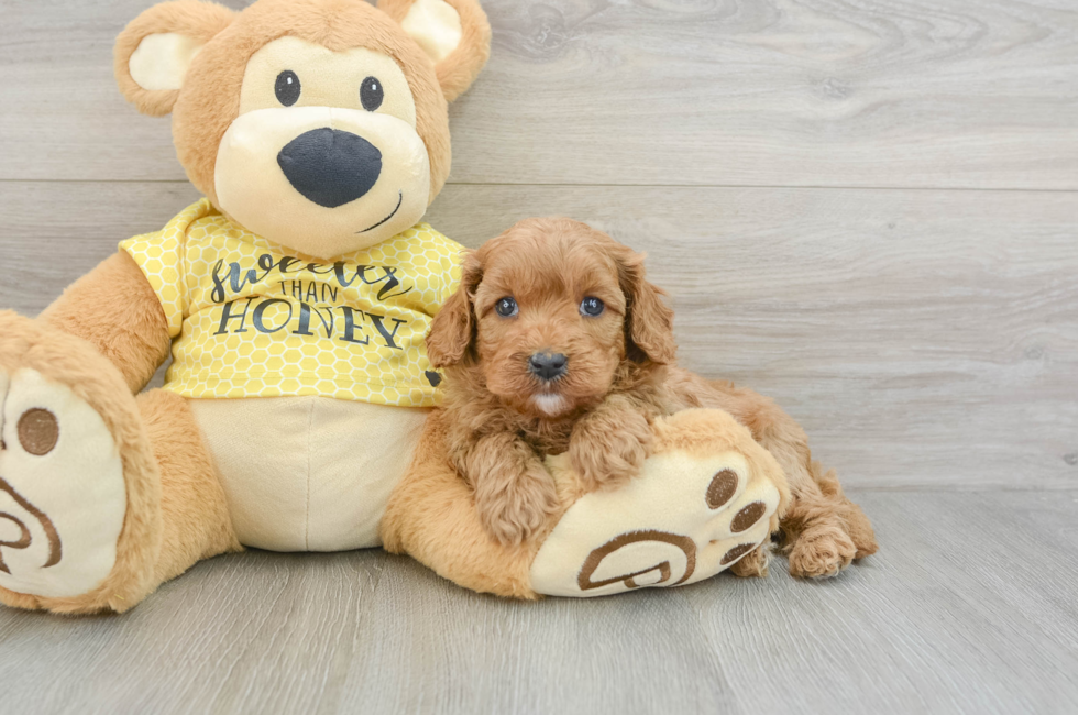 7 week old Cavapoo Puppy For Sale - Premier Pups