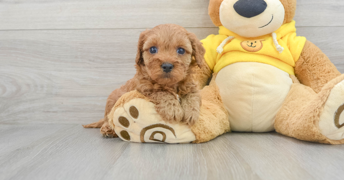 Small Cavapoo Queenie: 4lb 2oz Doodle Puppy