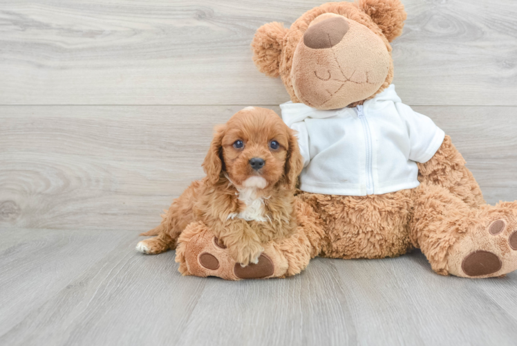 Best Cavapoo Baby