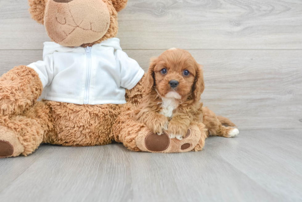 Smart Cavapoo Poodle Mix Pup