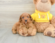 8 week old Cavapoo Puppy For Sale - Premier Pups