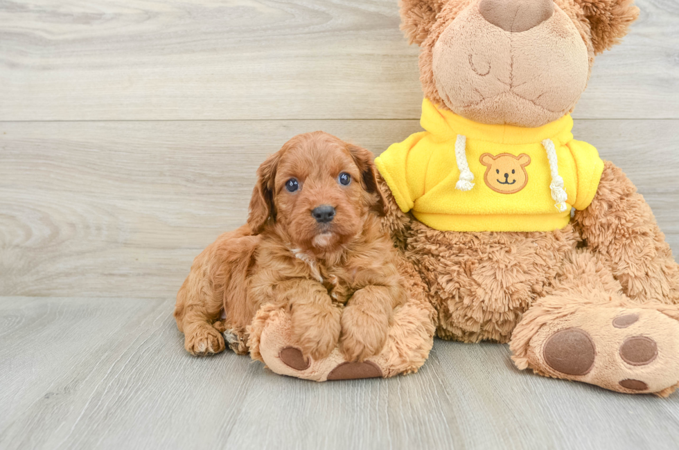 7 week old Cavapoo Puppy For Sale - Premier Pups