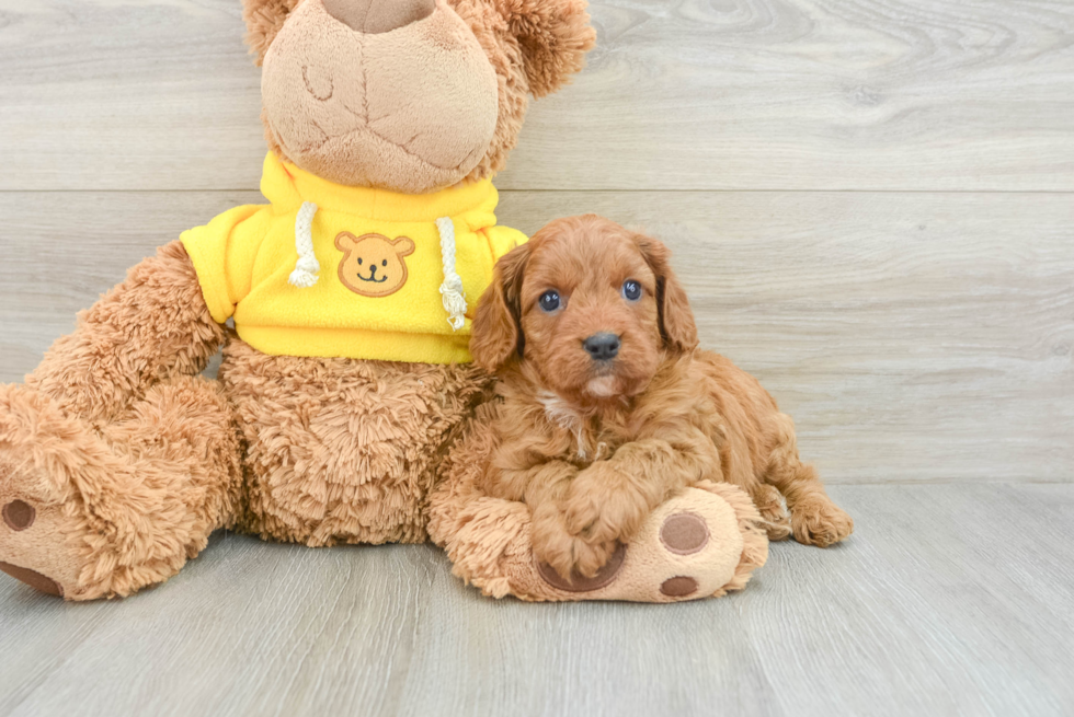 Cute Cavapoo Baby