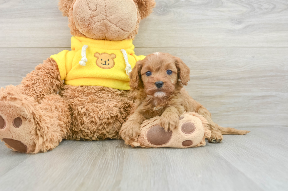 8 week old Cavapoo Puppy For Sale - Premier Pups