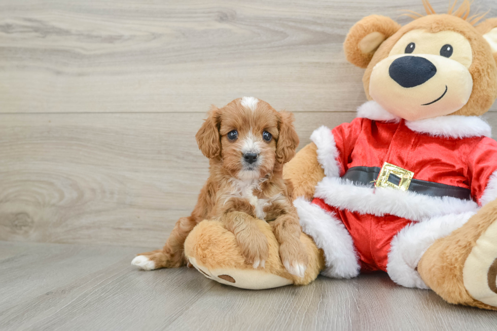 Sweet Cavapoo Baby