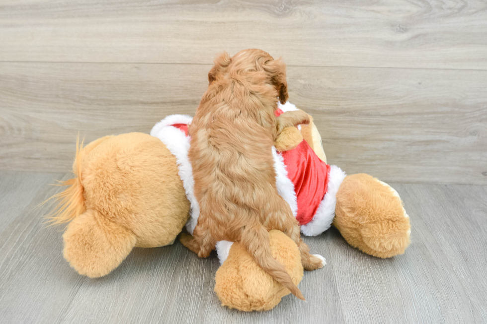 Smart Cavapoo Poodle Mix Pup