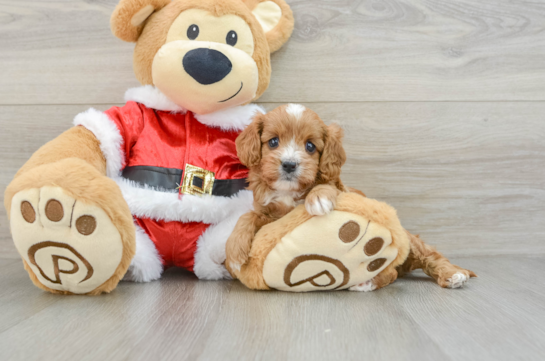 Smart Cavapoo Poodle Mix Pup