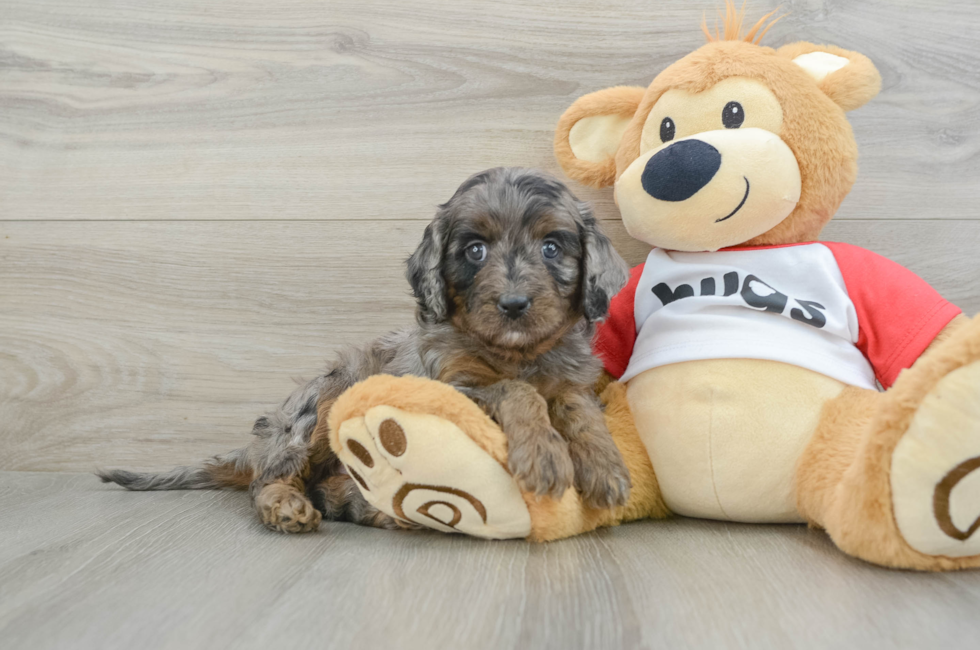 5 week old Cavapoo Puppy For Sale - Premier Pups